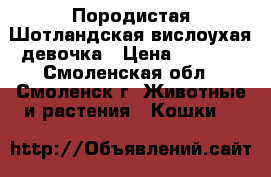 Породистая Шотландская вислоухая девочка › Цена ­ 3 000 - Смоленская обл., Смоленск г. Животные и растения » Кошки   